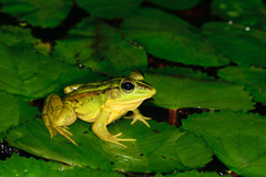Pelophylax fukienensis