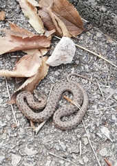 Macroprotodon mauritanicus