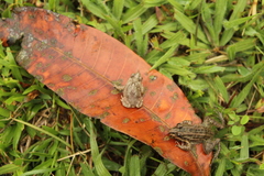 Rhinella beebei