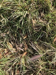 Thamnophis elegans vagrans