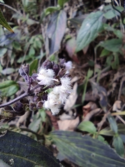 Oldenlandia mellii