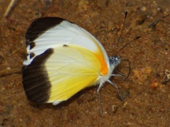 Mylothris chloris chloris