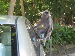 Trachypithecus selangorensis