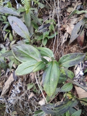 Oldenlandia mellii