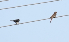 Cacomantis passerinus