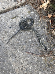 Thamnophis elegans vagrans