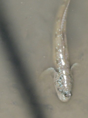 Boleophthalmus