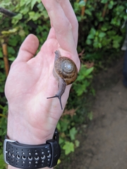 Quantula weinkauffiana