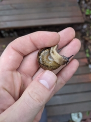 Quantula weinkauffiana