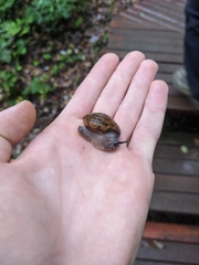 Quantula weinkauffiana