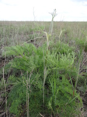 Ferula euxina