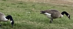 Branta canadensis