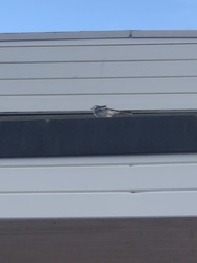 Motacilla alba yarrellii