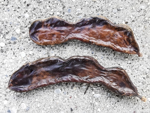 Carob tree