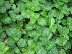 Pilea nummulariifolia