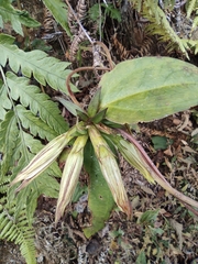 Tripterospermum chinense