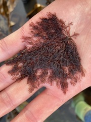 Vertebrata fucoides