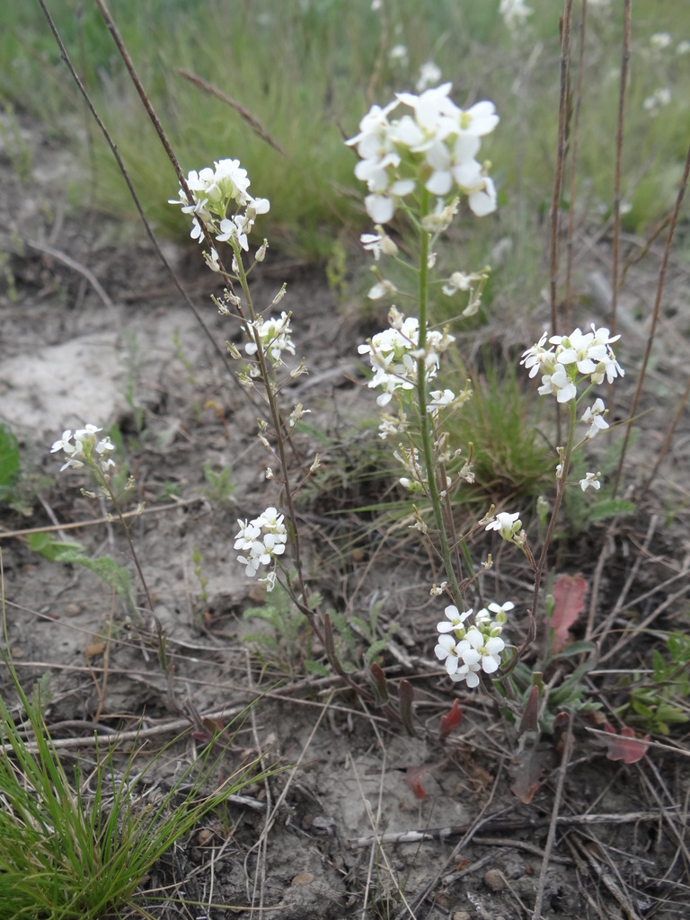 Pseudoarabidopsis