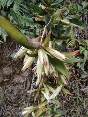 Tripterospermum chinense