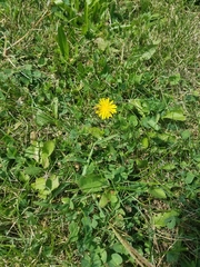 Magnoliopsida