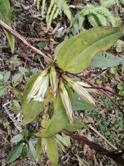 Tripterospermum chinense