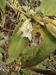 Tripterospermum chinense