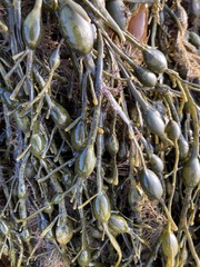 Vertebrata lanosa
