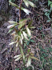 Tripterospermum chinense