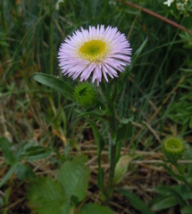 Erigeron alpinus