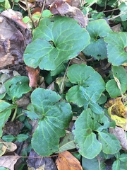 Asarum