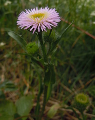 Erigeron alpinus