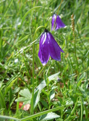Campanula pulla