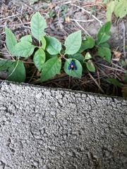 Synanthedon exitiosa