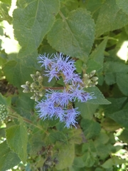 Aristeguietia lamiifolia