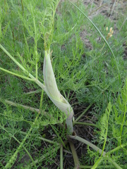 Ferula euxina