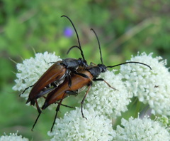 Pedostrangalia pubescens