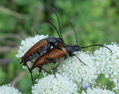 Pedostrangalia pubescens