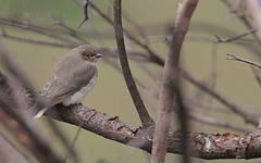 Prodotiscus regulus