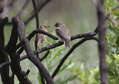 Prodotiscus regulus