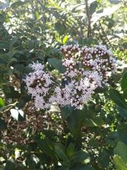 Ageratina pseudochilca