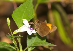 Ancistroides armatus