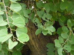 Piliostigma reticulatum