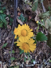 Chrysanthemum indicum