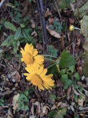 Chrysanthemum indicum
