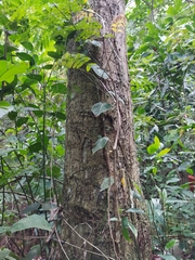 Philodendron hederaceum