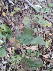 Chrysanthemum indicum