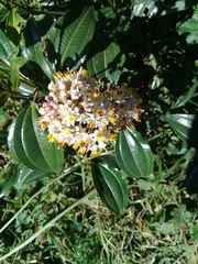 Miconia crocea