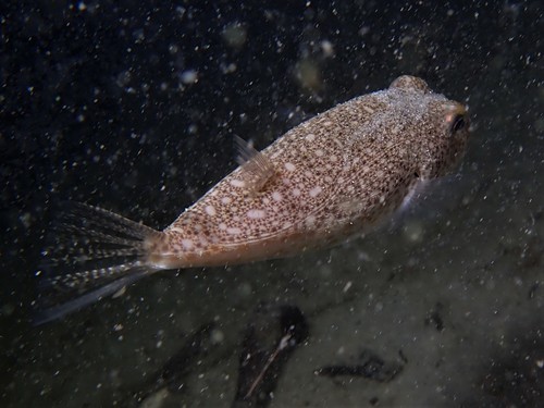 Hicks' toadfish (Torquigener hicksi) — Tetraodontidae — 4