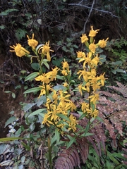 Solidago decurrens