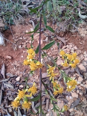 Solidago decurrens